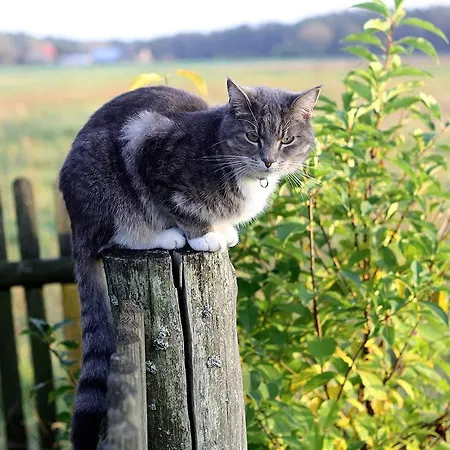 Dom W Puszczy ロッジ *