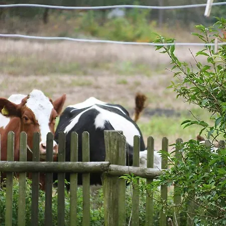 Dom W Puszczy ロッジ Nowe Kwiejce