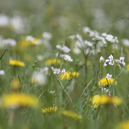 Dom W Puszczy Nowe Kwiejce