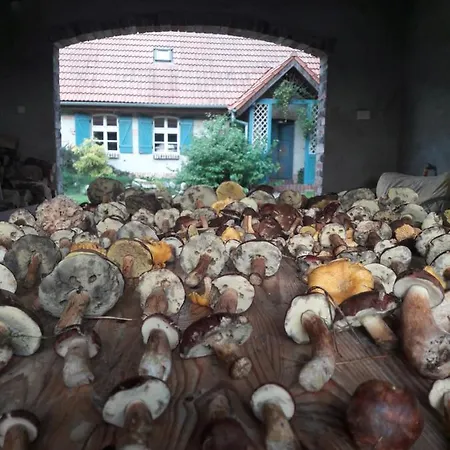 Lodge Dom W Puszczy Nowe Kwiejce