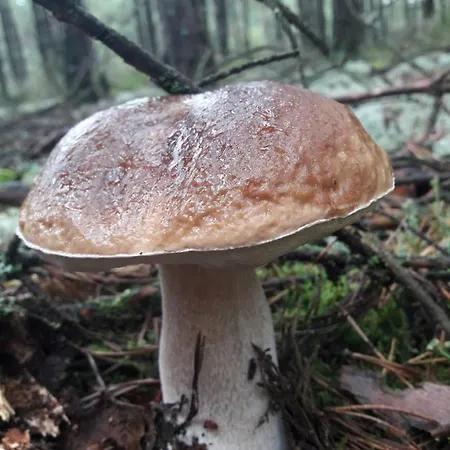 ロッジ Dom W Puszczy