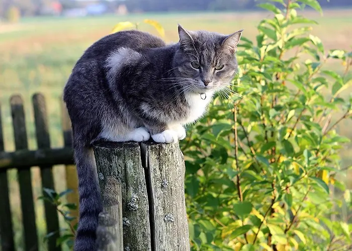 Dom W Puszczy Lodge *