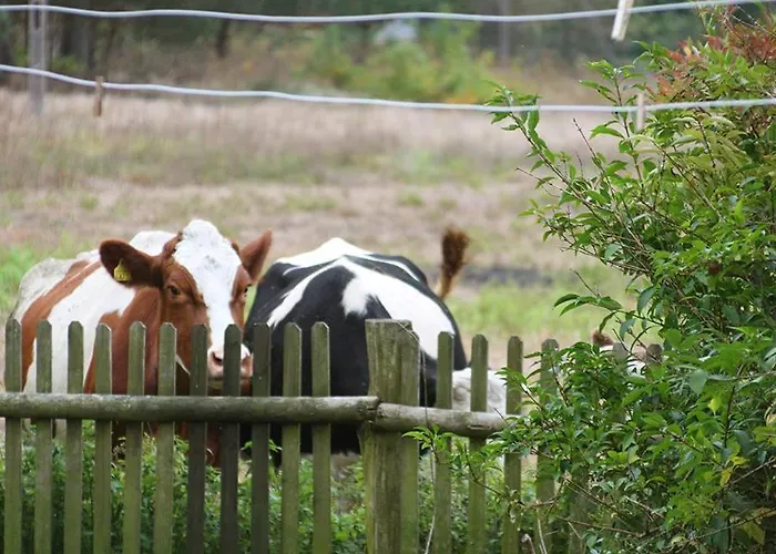 Dom W Puszczy Lodge Nowe Kwiejce