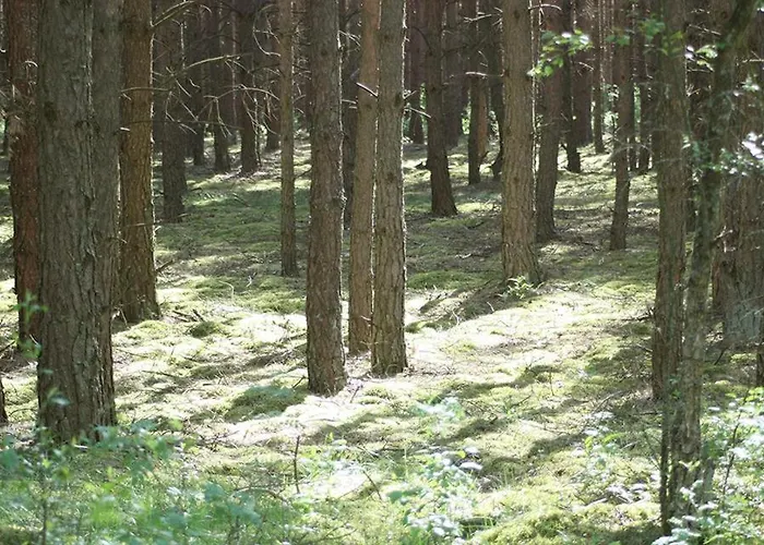 Dom W Puszczy Nowe Kwiejce