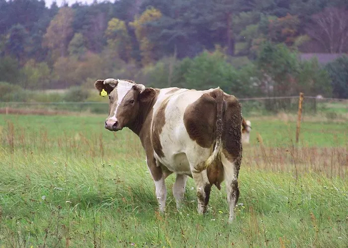 Dom W Puszczy Nowe Kwiejce