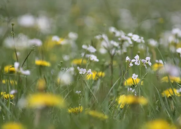 Dom W Puszczy Nowe Kwiejce