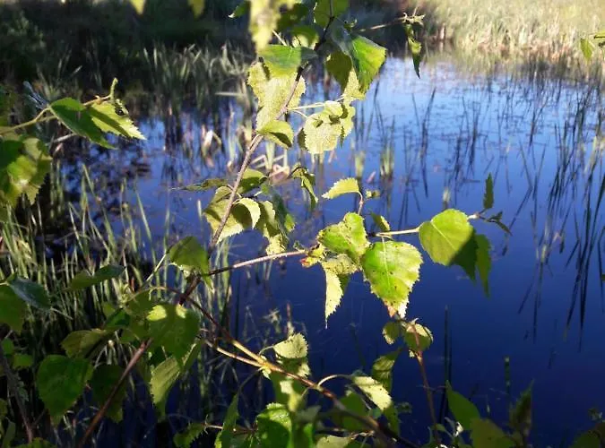 Dom W Puszczy Lodge Nowe Kwiejce