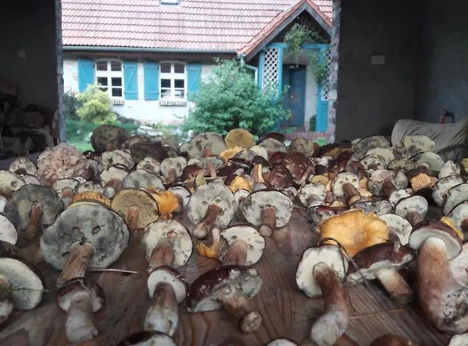 Lodge Dom W Puszczy Nowe Kwiejce