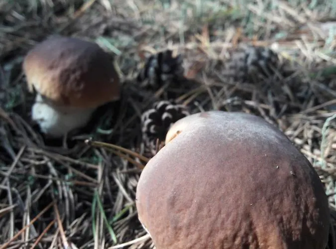 Dom W Puszczy Lodge *